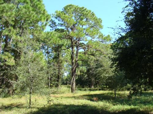 Wall Springs Park